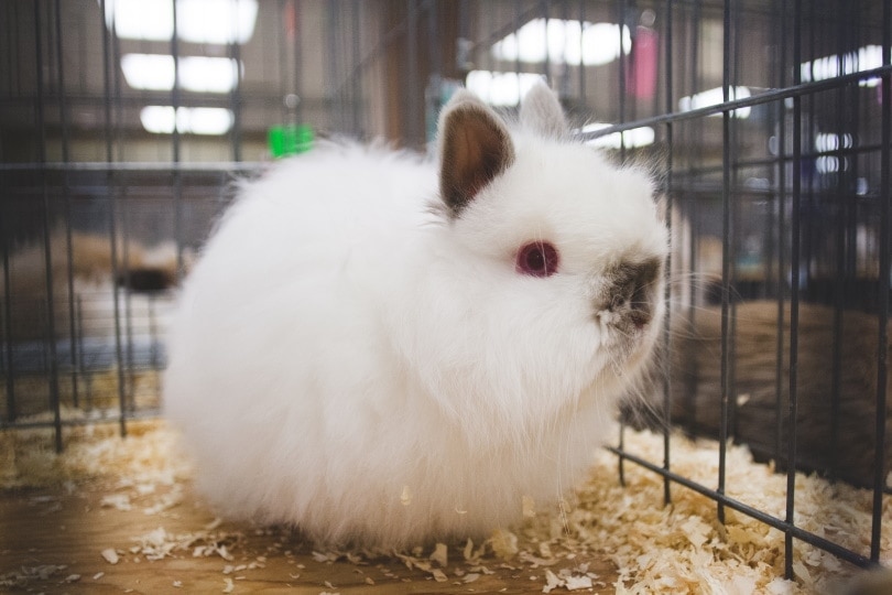 jersey-wooly-rabbit_laurendotcom_Shutterstock