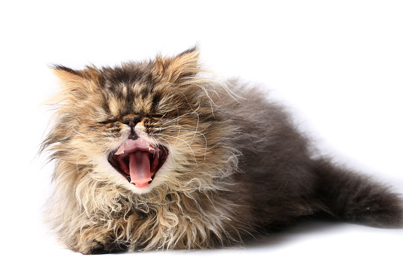 kitten yawning or sneezing on white background