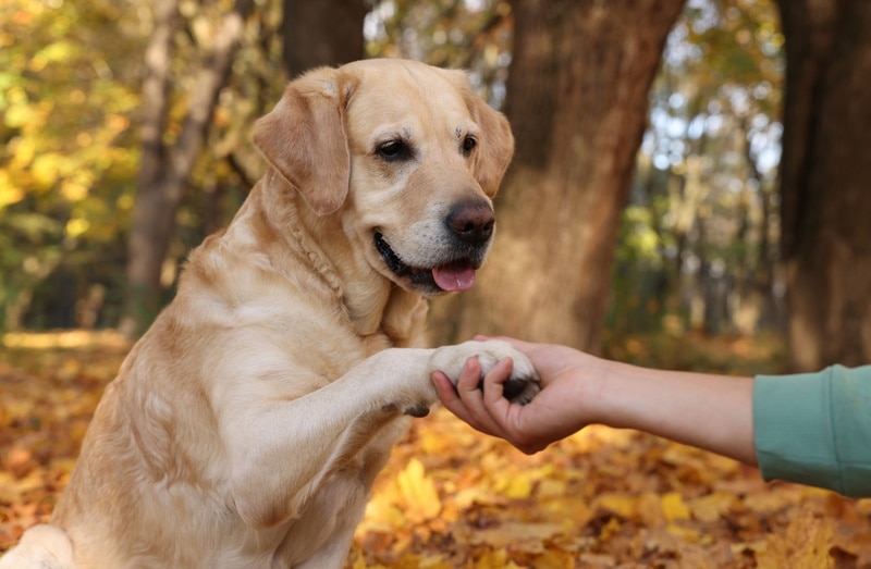 labrador retriever dog pawing to his owner