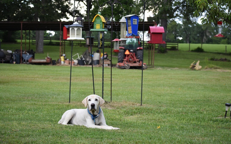 labrador retriever relaxing on the grass