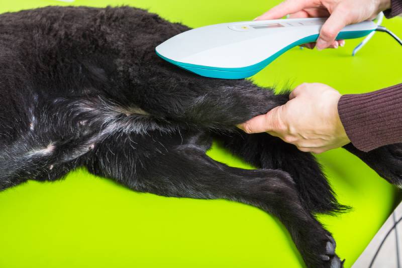 laser treatment on a dog's leg