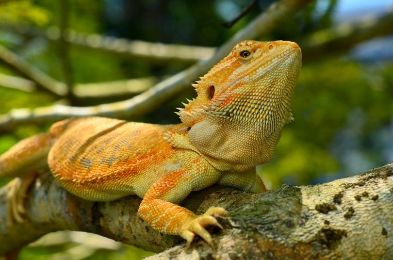 leatherback bearded dragon