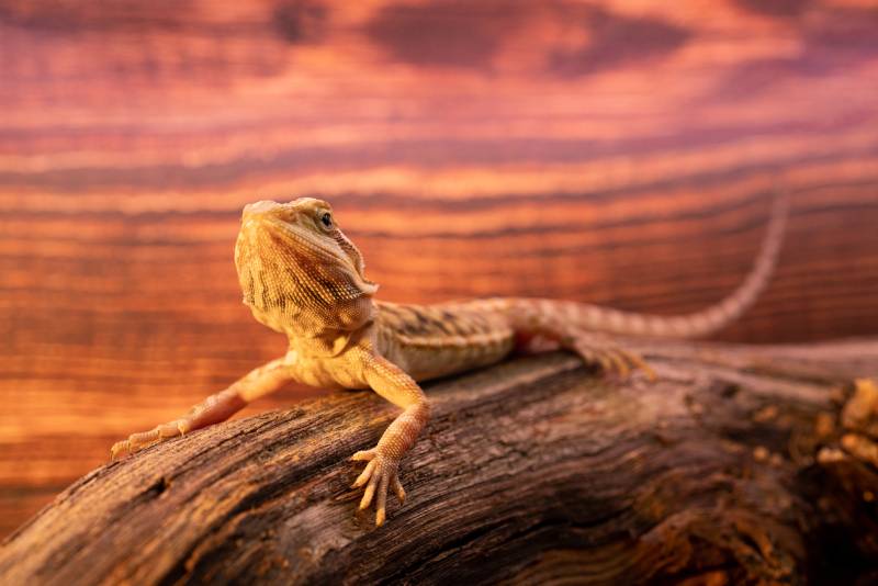 leatherback translucent bearded dragon