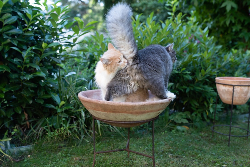 maine coon sniffing another cat's butt