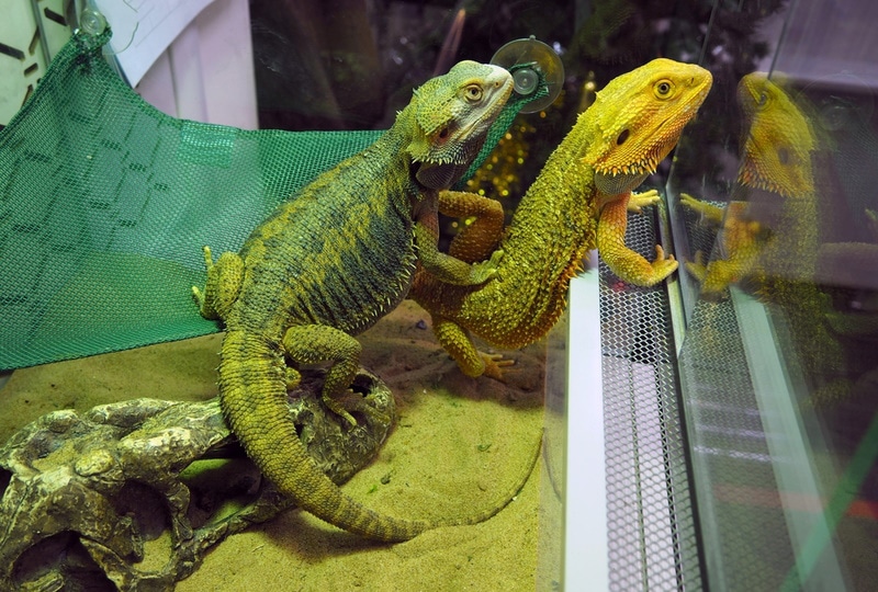 male and female bearded dragons inside terrarium