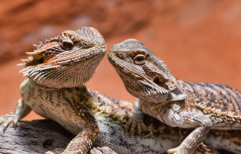 male and female bearded dragons looking at each other