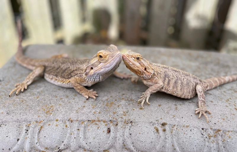 male and female bearded dragons on a concrete bench