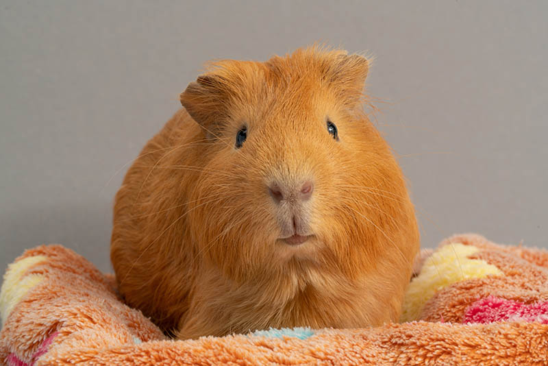 male crested guinea pig