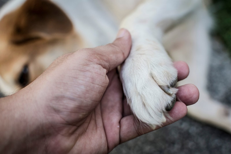 male hand stroking dog's paw