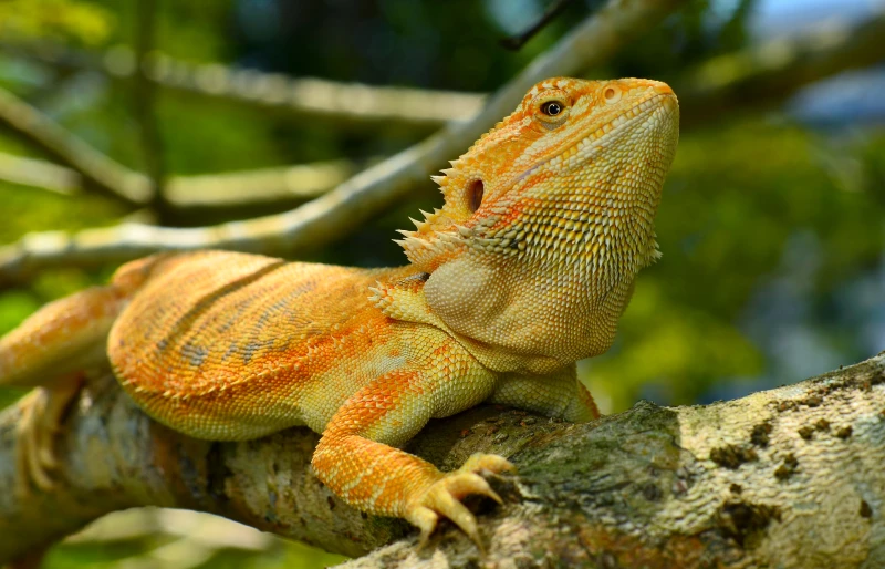 male hypo leatherback bearded dragon on a branch