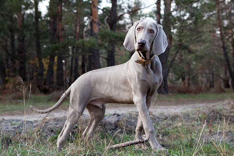 male silver weimaraner