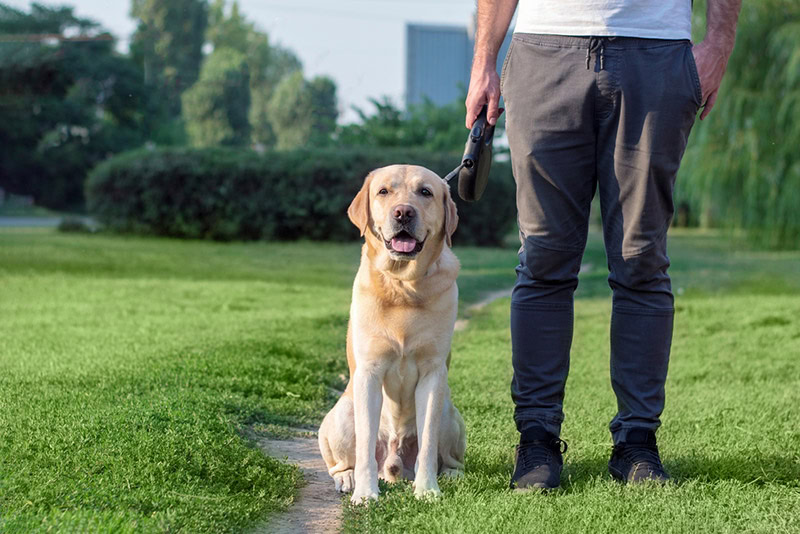 man training his dog