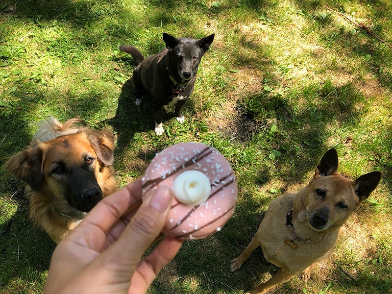 manic, lorraina, and jelly with donut cookie from wufers