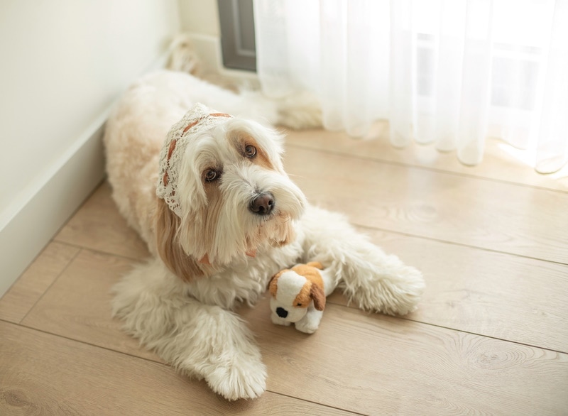 mini goldendoodle lying on the floor