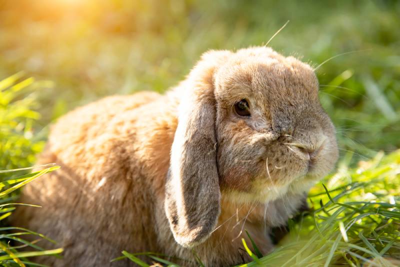 mini lop rabbit outside on grass