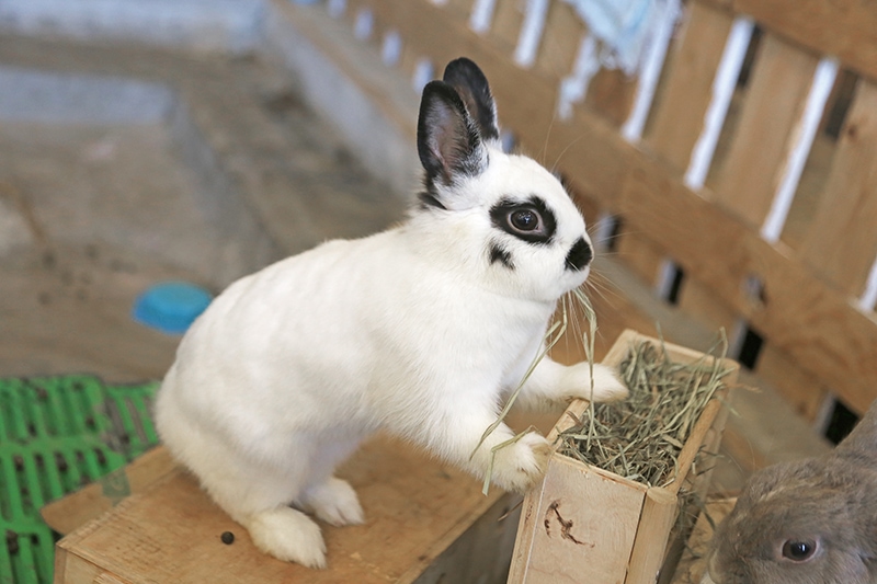 mini rex rabbit eating hay