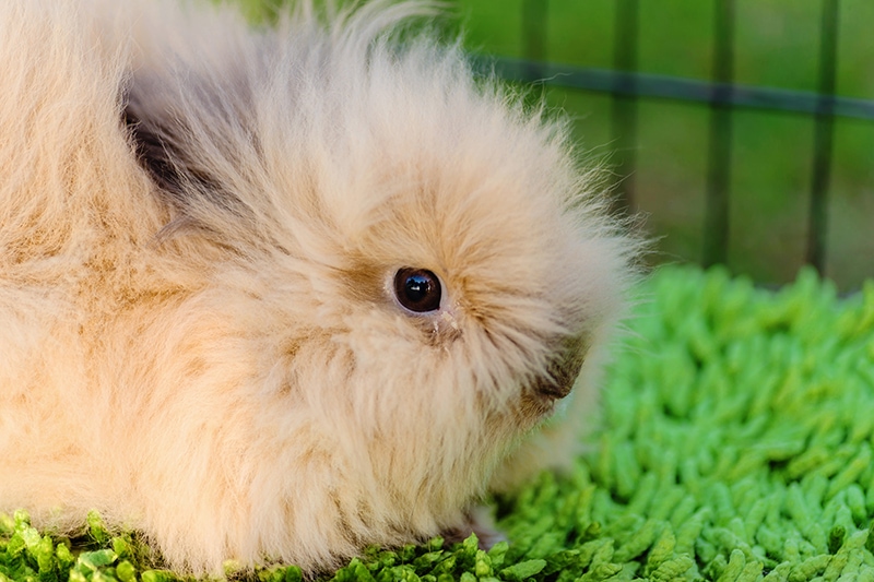 mini satin rabbit inside the enclosure