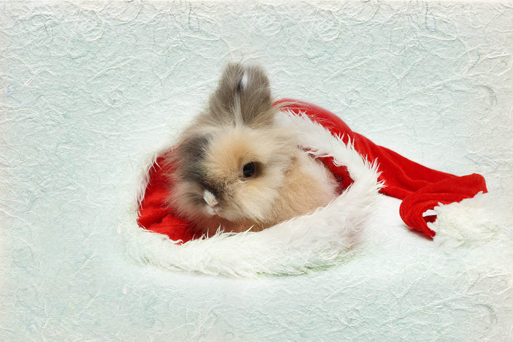 miniature lion lop in santa hat