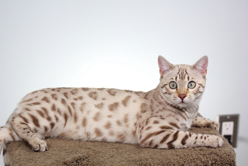 mink bengal cat lying