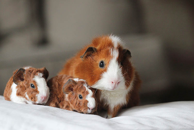 mother guinea pig with its newborn