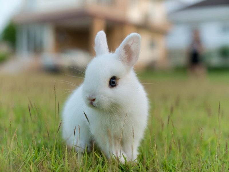 netherland dwarf rabbit on the lawn