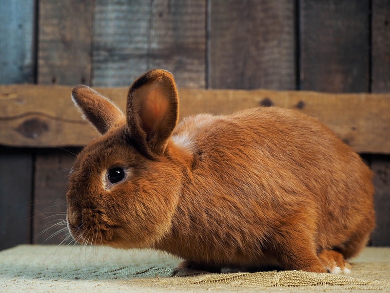 new zealand rabbit close up