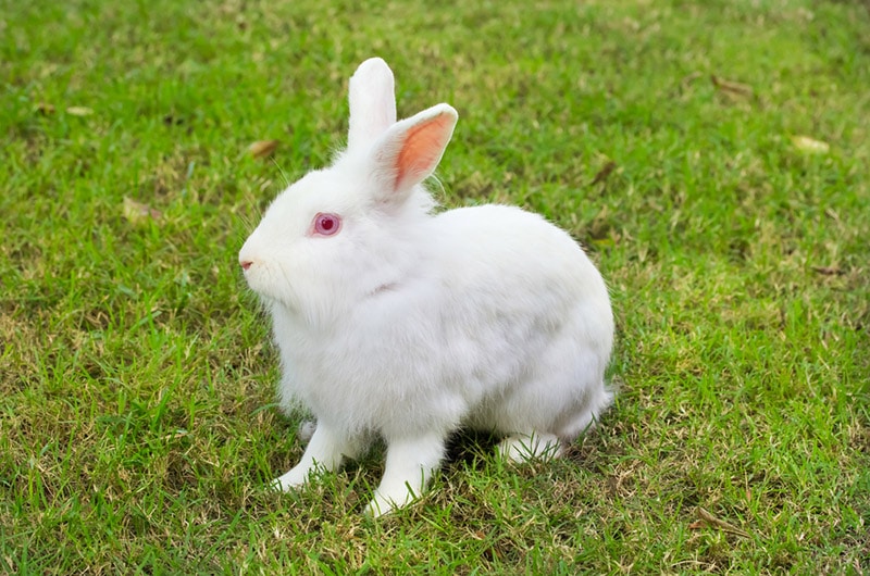 new zealand rabbit on grass