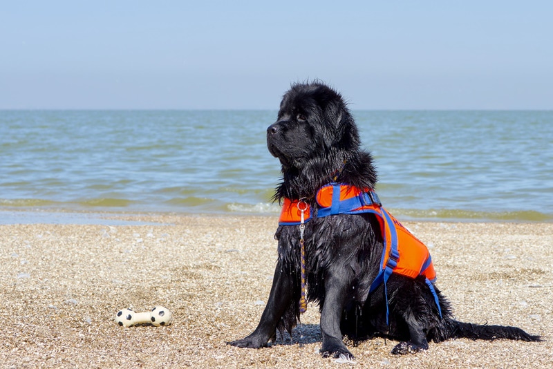 newfoundland dog in the beach