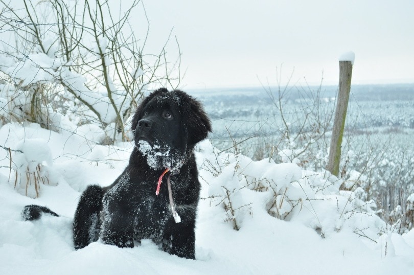 newfoundland dog out in the snow