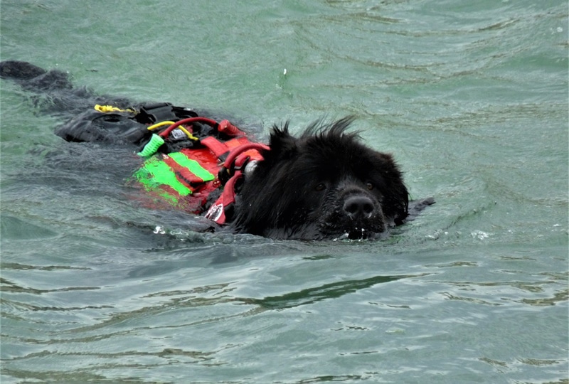 newfoundland dog swimming