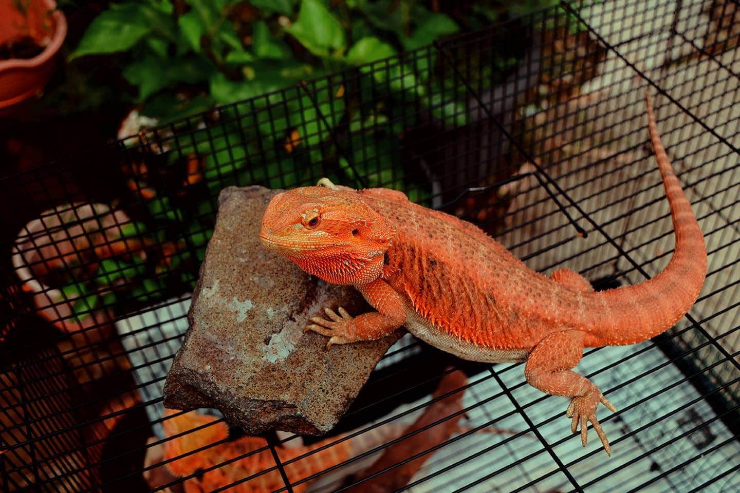 Bearded Dragons Go Without Water