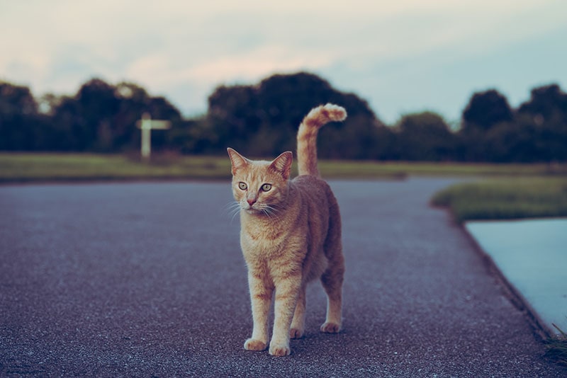 orange cat alone in the street