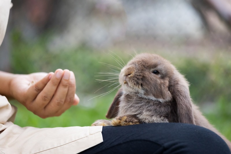 owner feeding her rabbit