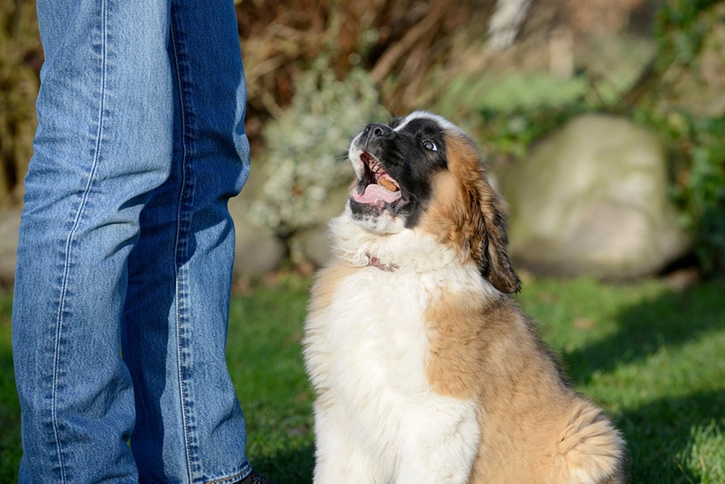 owner feeding the saint bernard puppy