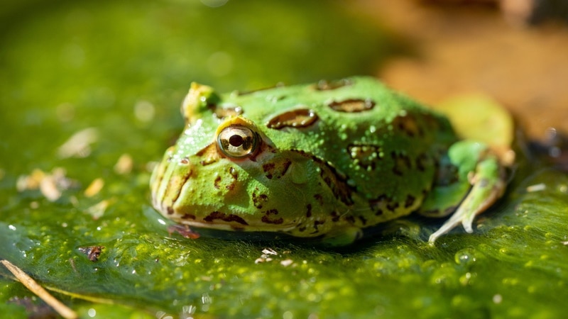 pacman frog resting