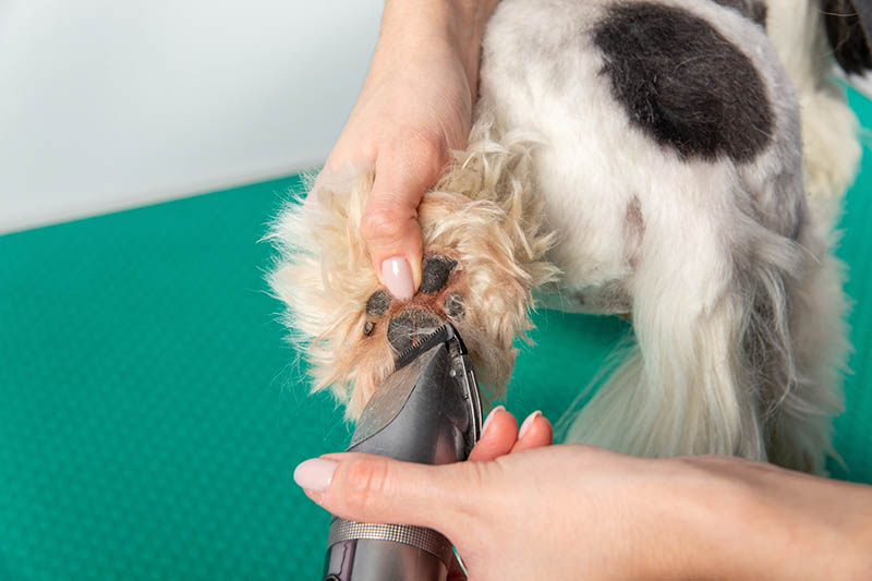 person trimming dog's paw