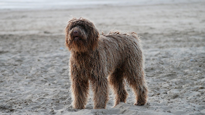 17 Water Dog Breeds That Give a New Meaning to 'Doggie Paddle