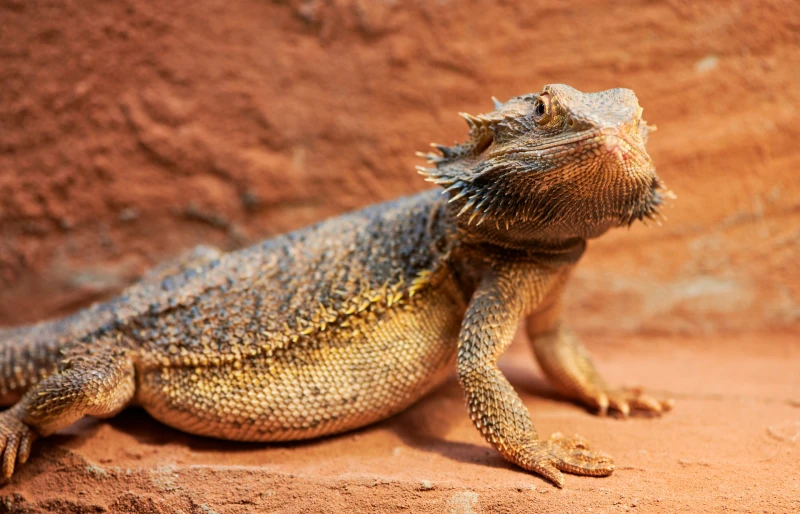 pregnant female bearded dragon in a terrarium