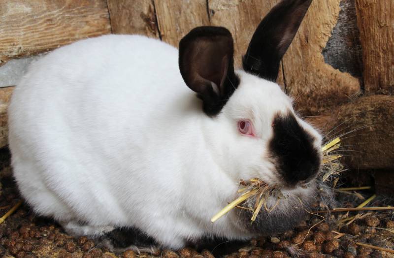 pregnant rabbit eating hay