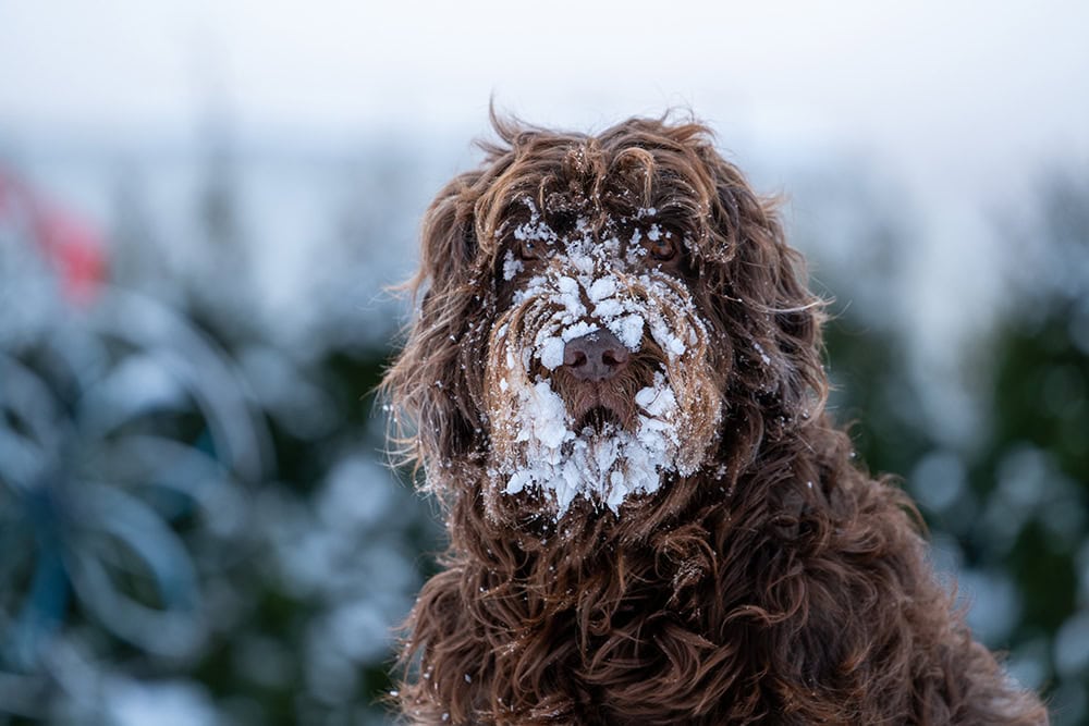 pudelpointer dog's face covered with snow
