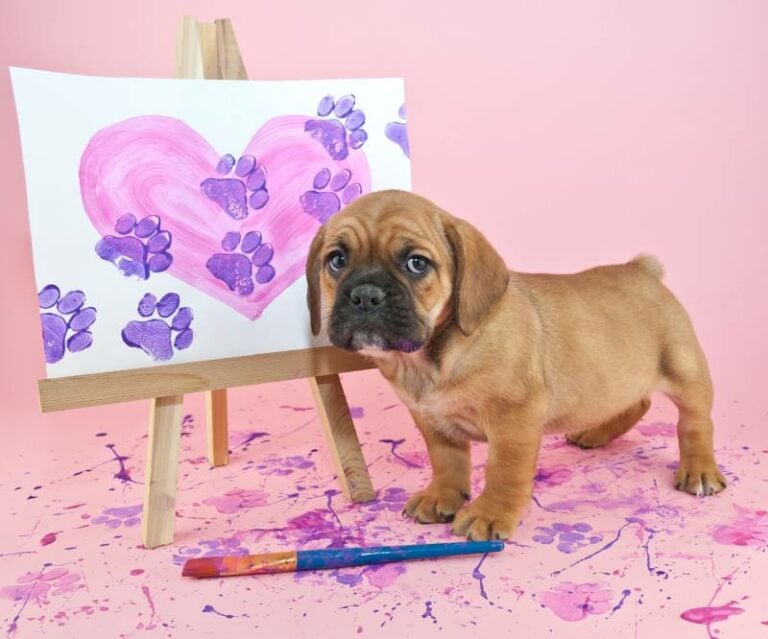 Is Acrylic Paint Safe for Dog Paws? Safety Tips & Alternatives Hepper