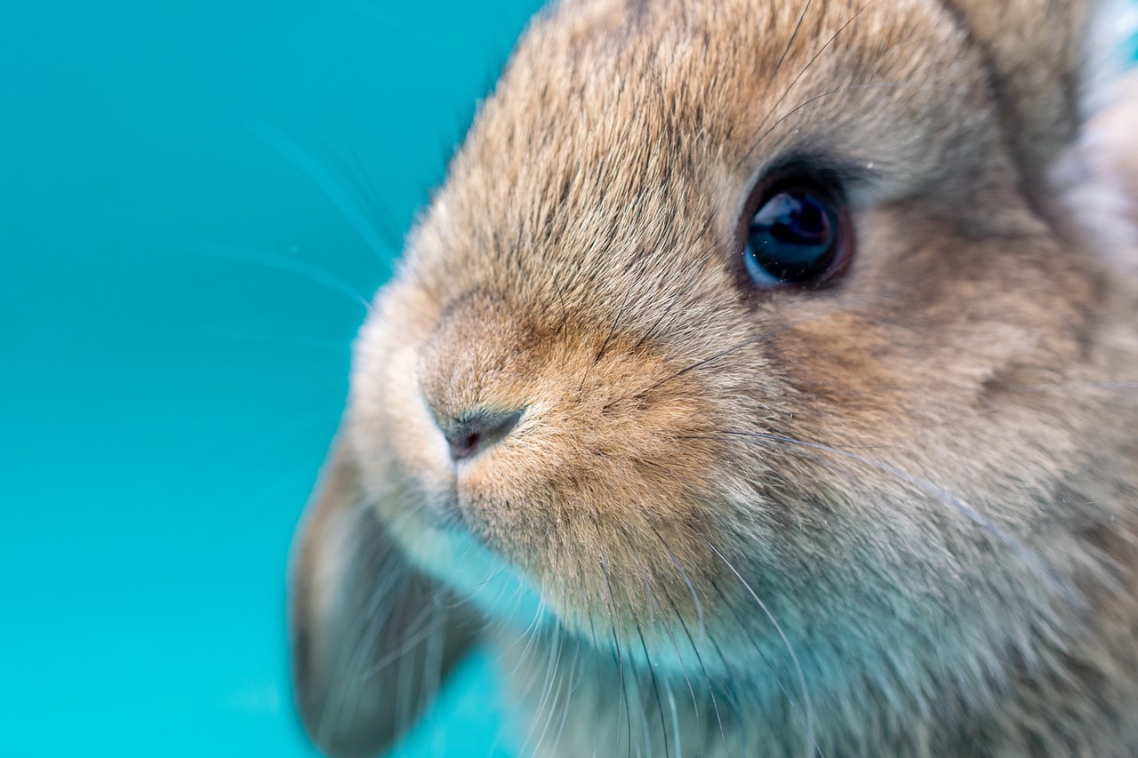 close up brown rabbit