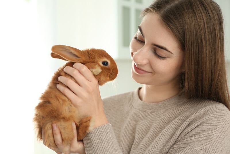 rabbit looking at his owner