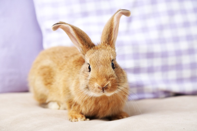 rabbit on sofa