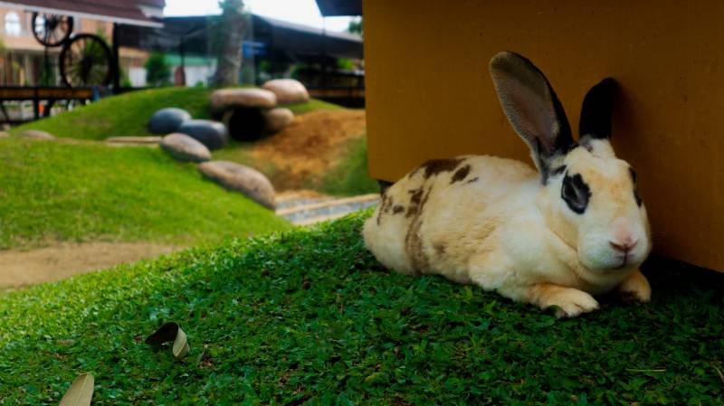 rabbit was taking shelter from the hot sun behind the cage_rabbit was taking shelter from the hot sun behind the cage