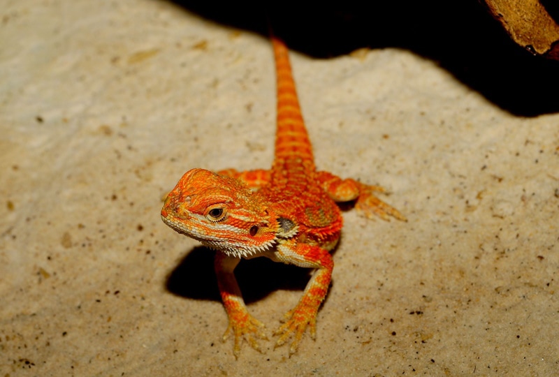 Fancy Bearded Dragon vs. Bearded Dragon: The Differences (With Pictures