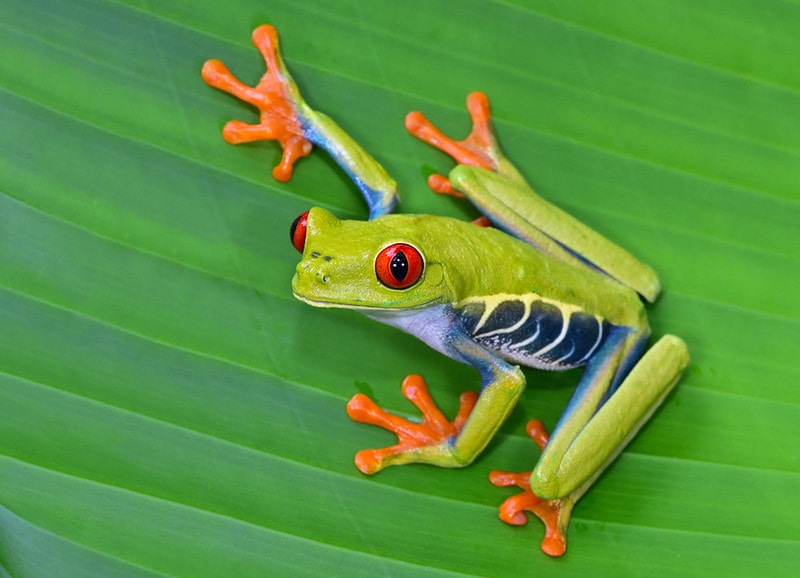 red eyed tree frog or gaudy leaf frog or Agalychnis callidryas a arboreal hylid native