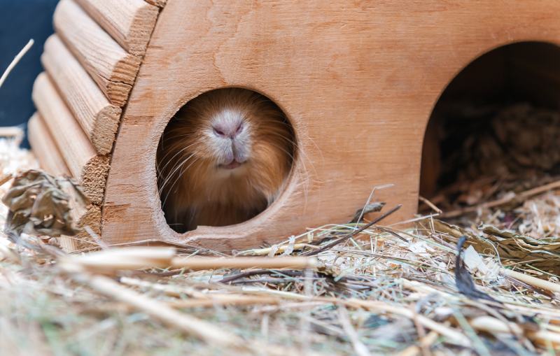 red guinea pig hiding in wooden house