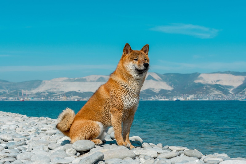 red shiba inu sitting near the sea