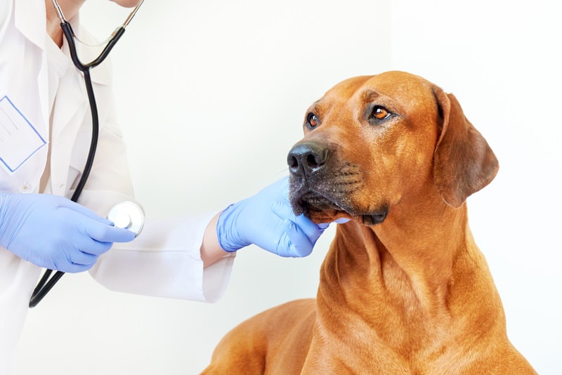 rhodesian ridgeback check by vet